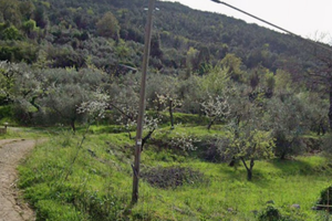 Terreno di 4539mq con uliveto secolare-Sonnino(LT)