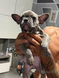 FEMMINA,bulldog francese