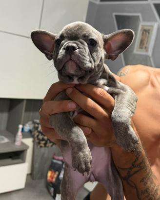 FEMMINA,bulldog francese
