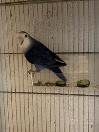 Inseparabile blu viola