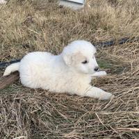 Coppia di cuccioli di pastore maremmano