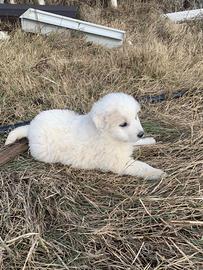 Coppia di cuccioli di pastore maremmano