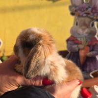 Coniglio ariete cuccioli