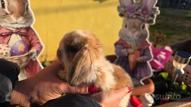 Coniglio ariete cuccioli