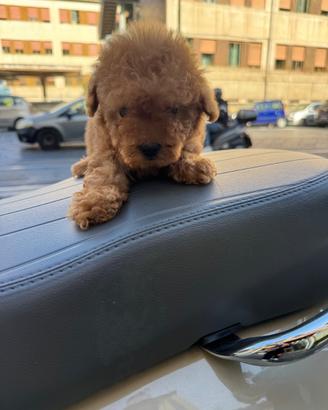 Barboncini mini toy