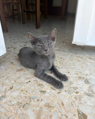 Gatto razza blu di russia