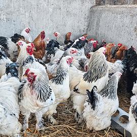 Galline brahama gigante