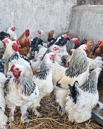 Galline brahama gigante