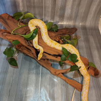 Pitone Molurus Bivitattus Tigerpython