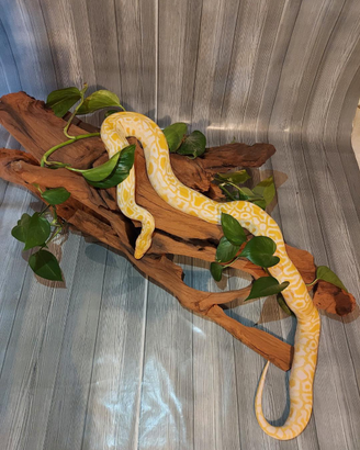 Pitone Molurus Bivitattus Tigerpython