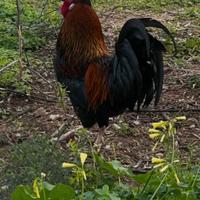 Gallo Incrocio marans x ovaiole