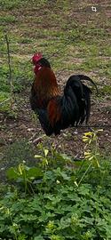 Gallo Incrocio marans x ovaiole