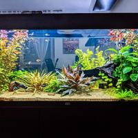 Acquario Juwel Rio 180 + riduttore co2