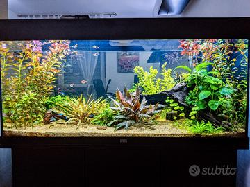 Acquario Juwel Rio 180 + riduttore co2