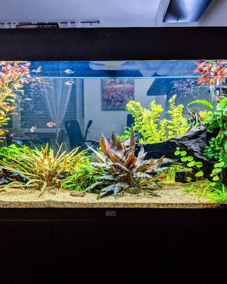 Acquario Juwel Rio 180 + riduttore co2