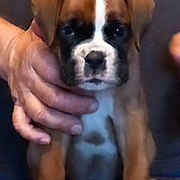 Boxer cuccioli