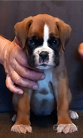 Boxer cuccioli