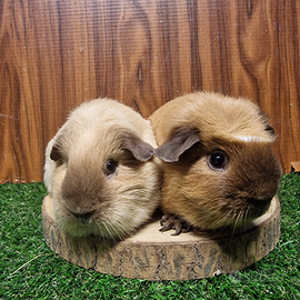 Giovane coppia cavie con pedigree