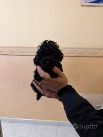 Barboncini Mini Toy black