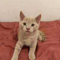 Scotland gattino nero/beige/ rosso