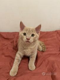 Scotland gattino nero/beige/ rosso