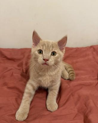 Scotland gattino nero/beige/ rosso