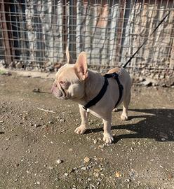Bulldog francese