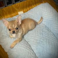 Cucciolo 3 mesi 800 g