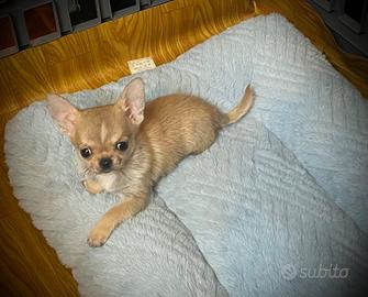 Cucciolo 3 mesi 800 g