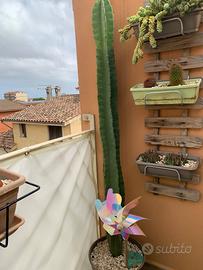 Cactus giardino veranda