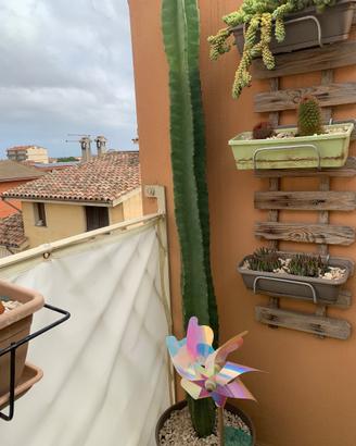 Cactus giardino veranda