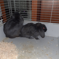 Coppia coniglietti ariete nano