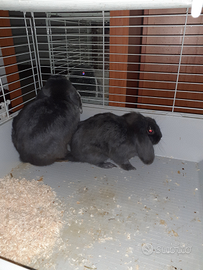 Coppia coniglietti ariete nano