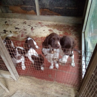 Sprinter spaniel inglese