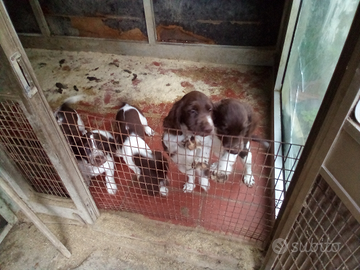 Sprinter spaniel inglese