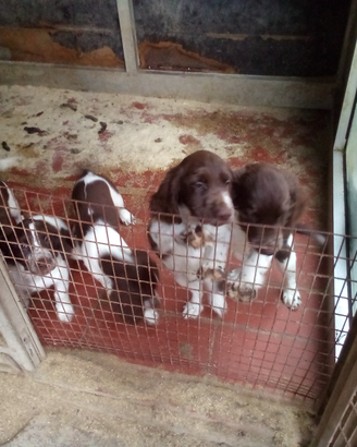 Sprinter spaniel inglese