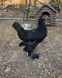 Galline americane - pulcini - galletti