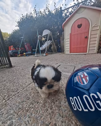 Schitzu cuccioli