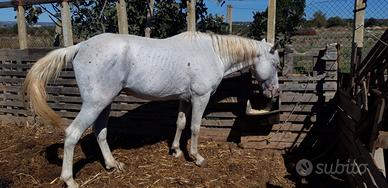 Cavallo
