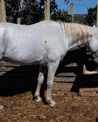 Cavallo