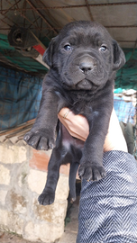 Cuccioli di cane corso
