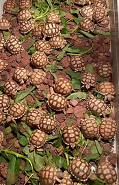 Baby tartaruga sulcata