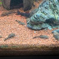 Ancistrus