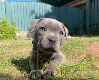 Amstaff