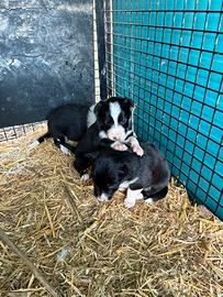 Cuccioli Border collie