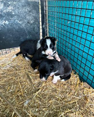 Cuccioli Border collie