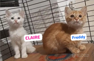 Gattini aspettano una Famiglia