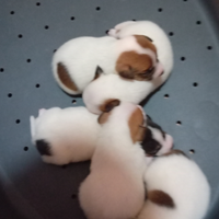 Jack russel femminuccia