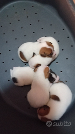 Jack russel femminuccia