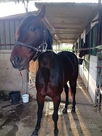 Cavallo da corsa